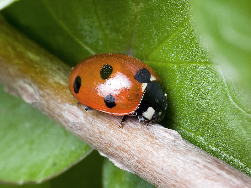 Coccinella septempunctata Linnaeus, 1758